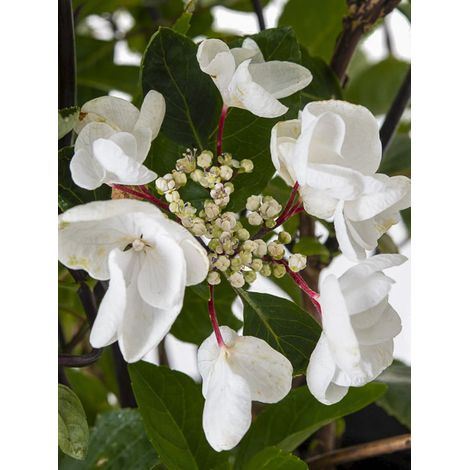 Hortensia 'Rendez-Vous Choco Chic' Pot de 4L/5L