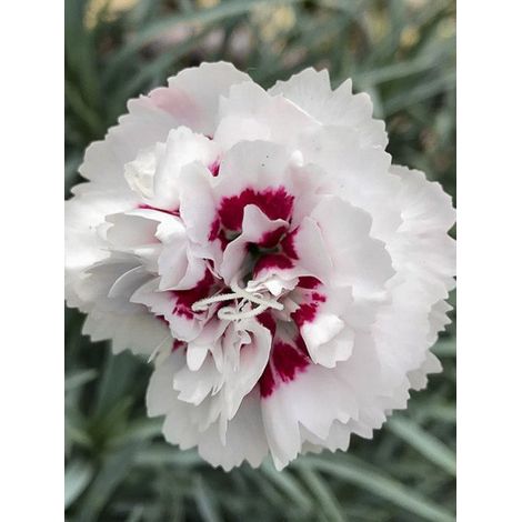 Œillet mignardise 'Cranmere Pool' Godet de 7/8 cm (1/2)