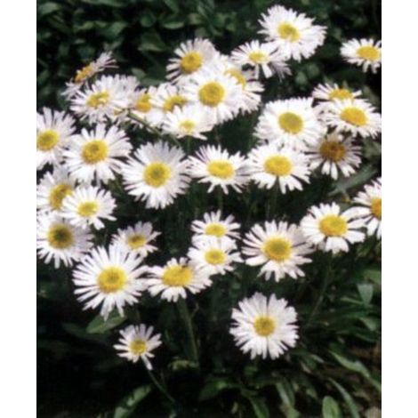 6 x Aster alpinus 'Albus' - Aster alpin, Aster printanier en pot 9 x 9 cm
