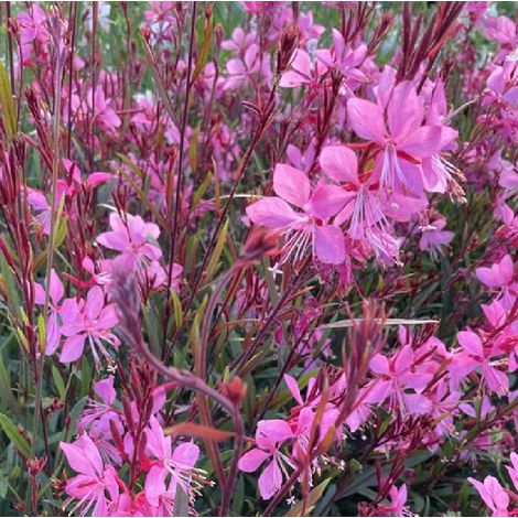 4 x Gaura lindheimeri 'Tutti Frutti' - godet 9x9 cm