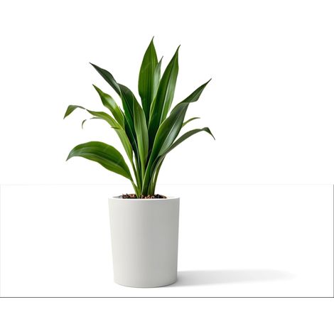 Jardinière cylindrique Baroque 40 Blanc polyéthylène diamètre 35 cm Hauteur 40 cm Profondeur Compartiment 17 cm (1/5)
