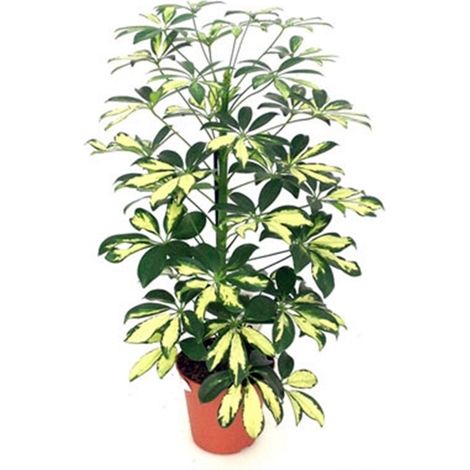 Planta Natural Scheflera Cheflera. Altura 65 Cm