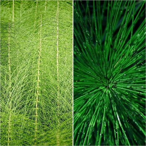 Semillas de Cola de Caballo. Escobizo. Ephedra Nebrodensis. 10 Gramos