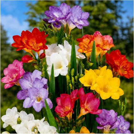 Freesias simples Sgaravatti 10 bulbes en mélange, floraison printanière idéale en massif, pot et bouquet - 823275