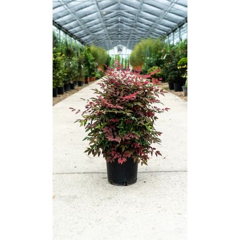 Gardenaria Nandina domestica 'Obsessed' - Arbusto ornamentale da giardino - Altezza: 40/60 cm (vaso19) (1/2)