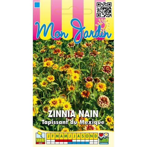 Zinnia nain Tapissant du Mexique - 2g