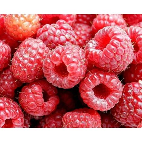 Lampone rosso "Rubus idaeus" frutti di bosco pianta in vaso Ă¸17 cm (1/4)