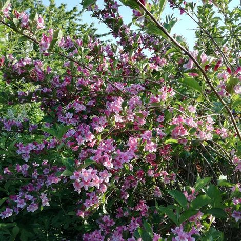 Weigela 'Stelzneri' Pot de 2L/3LShipped height around 30/40cm