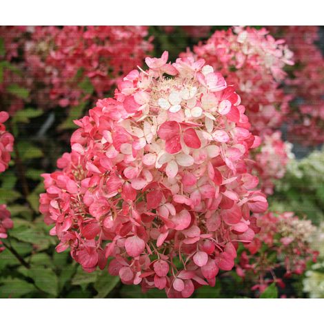 Gardenaria Ortensia - Hydrangea Paniculata 'Diamant Rouge' - Pianta acidofila ornamentale da esterno - Altezza: 40/50 cm (vaso19) (1/2)