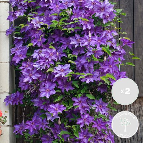 Bloomique - Lot de 2 - Clematis 'The President' - Clématite violette - Plantes grimpantes - Plantes de jardin - Rustiques - Hauteur 50-70 cm - Pot 15 cm