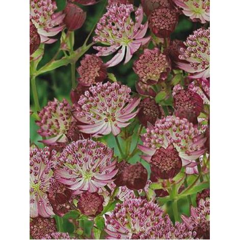 Grande Astrance 'Star Of Passion' Godet de 8/9 cm