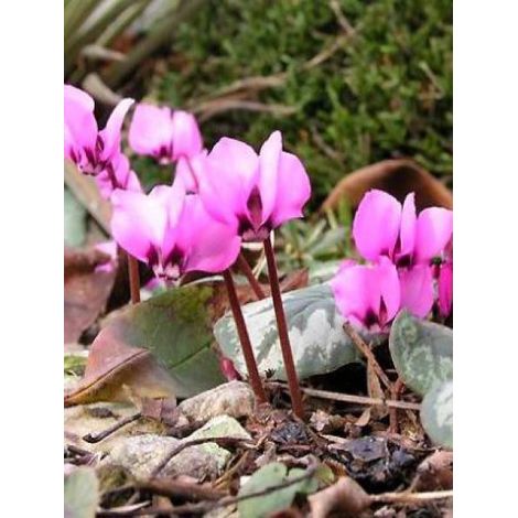 Cyclamen de l'Ile de Cos Godet de 8/9 cm (1/4)