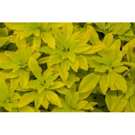 Orangenblume 'Sundance'® Choisya ternata 'Sundance' -R- 3L 30- 40