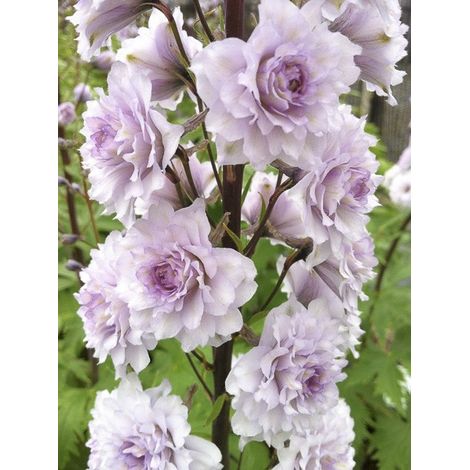Pied d'Alouette elatum 'Highlander Cha Cha' Godet de 8/9 cm (1/4)