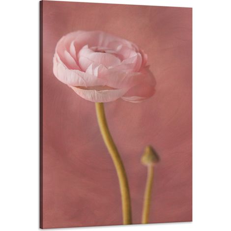 Lienzo impreso Botánica Peonía rosa 60x90 cm