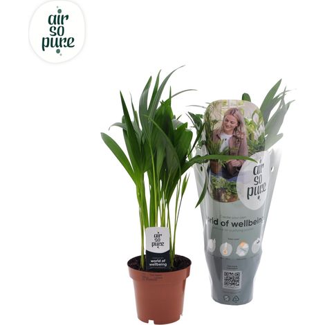 Palmier Areca Dypsis Lutescens Plante d'Intérieur Naturelle Décorative Pot Ø12 cm Hauteur 40 cm - PANGIVO
