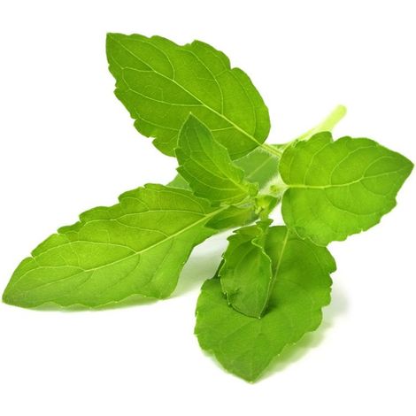 Click and Grow - Smart Garden Refill 3-pack - Holy Basil/tulsi (SGR66X3)