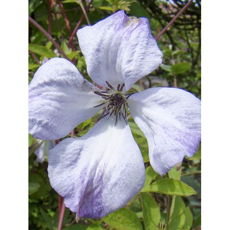 Clématite italienne 'Caerulea Luxurians' Pot de 2L/3L