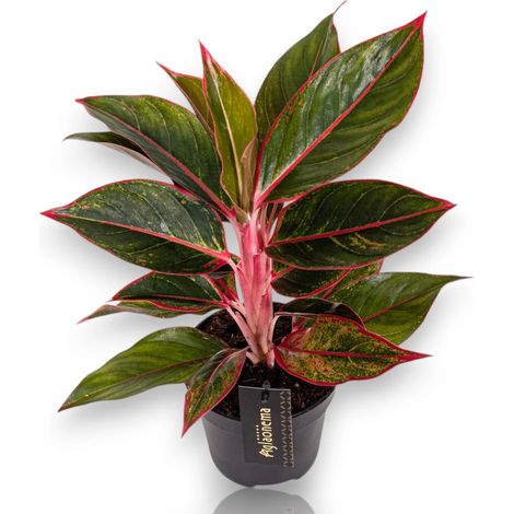 Gardenaria Aglaonema 'Jungle Red' - Pianta da interno ornamentale - Altezza: 60 cm (vaso 19)