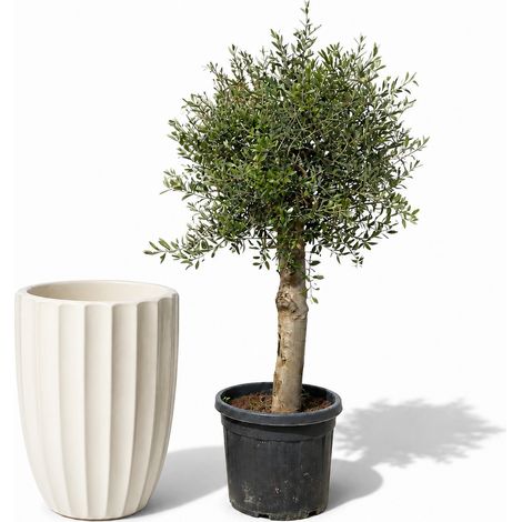 Lot olivier + pot grande taille HUGO 55x71cm crème, fait main en terre cuite émaillée
