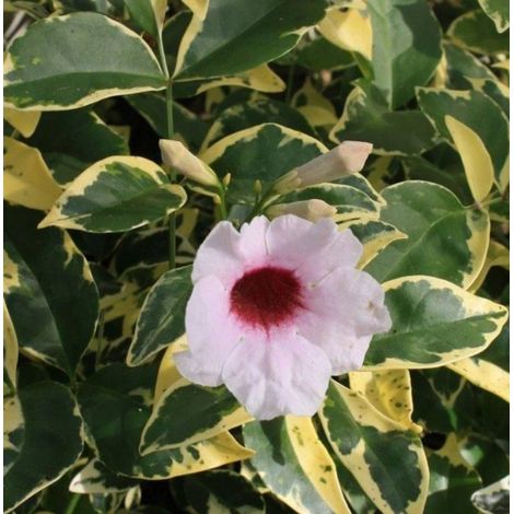 Pandorea jasminoide variegata vaso 18cm, h 120cm