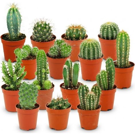 Lot de 15 Mini Cactus Plantes d'Intérieur Variées Ø 5,5 cm Hauteur 5-10 cm Décoration Maison - PANGIVO (1/4)