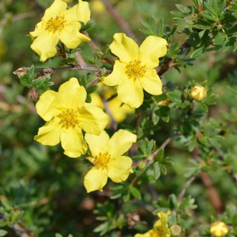 Potentille arbustive 'Elisabeth' 'Elizabeth' - 25-30 cm pot