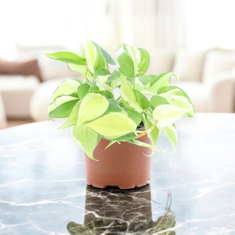 Gardenaria Philodendron scandens 'Rio' - Pianta da interno ornamentale - Altezza: 30 cm (vaso 12) (1/5)