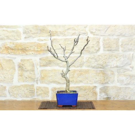 Bonsai di Glicine Giapponese (25). (1/5)