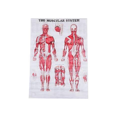 Affiche anatomique du système musculaire - Tableau d'anatomie musculaire - Affiche murale (1/3)