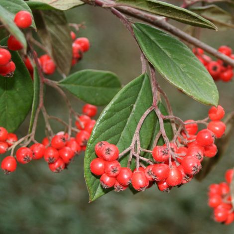 Cotonéastre de Franchet - Cotoneaster franchetii Pot 3L
