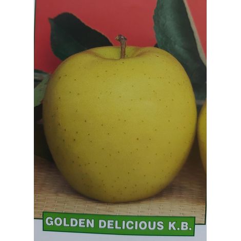 Mela Golden Delicious K.B. - pianta di 3 anni