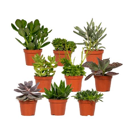 Mix de Succulentes Everpring, plante décorative d’intérieur, 18 pièces, pot 10 cm, hauteur env. 8,5 cm - PANGIVO (1/5)