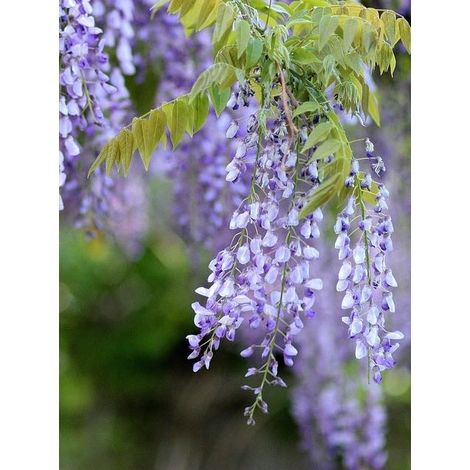 Glycine 'Yokohama Fuji' Pot de 7,5L/10L (1/2)