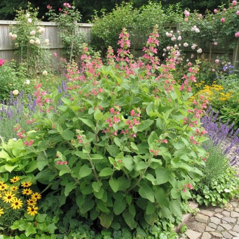 Epiaire coccinea, Stachys/Godet - 5/20 cm