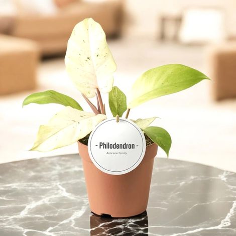 Gardenaria Philodendron 'Snowdrift' - Pianta da interno ornamentale - Altezza: 30 cm (vaso 12) (1/5)
