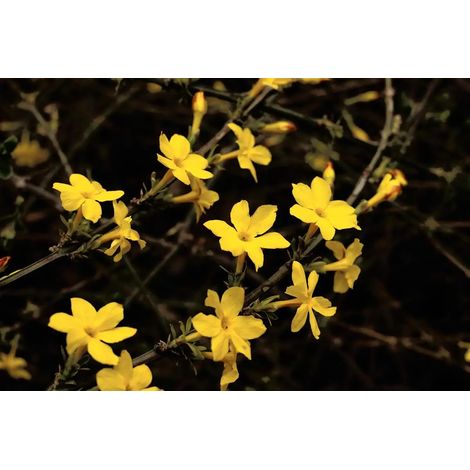 Gardenaria Jasminum nudiflorum - Arbusto ornamentale da giardino - Altezza: 40/60 cm (vaso19) (1/4)