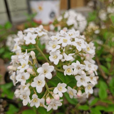 Viorne de Burkwood, Viburnum/Pot de 3L - 40/60 cm