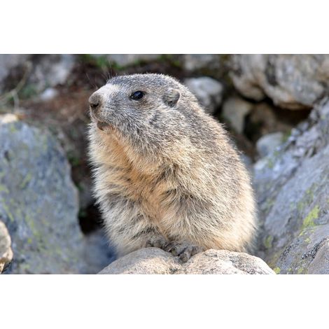 Tableau sur toile marmotte des Hautes-Pyrénées 45x65 cm - Impression sur Toile Murale Décorative - Image imprimée en HD sur Toile - Toile sur Châssis en Bois FSC - Fabriqué en France (1/4)