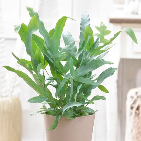 1 PIANTA DI PHLEBODIUM AUREUM BLUE STAR FELCE PIEDE DI CONIGLIO VASO 12CM DA INTERNO