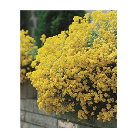 ALYSSE SAXATILE - 3 GODETS - Plante vivace