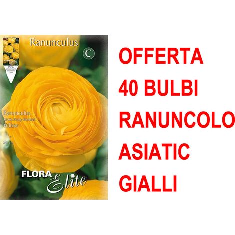OFFERTA 40 BULBI RANUNCOLO ASIATIC YELLOW BULBS BULBES