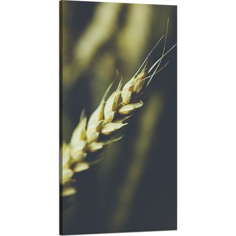 Leinwanddruck Botanik Weizenähre 60x120 cm