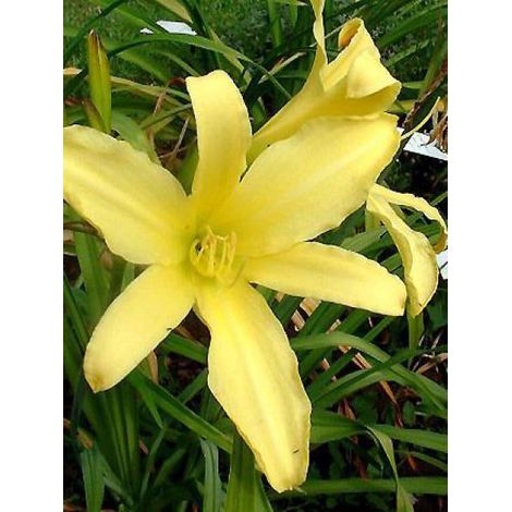 Lis d'un jour, Hémérocalle 'Green Flutter' Godet de 8/9 cm (1/3)