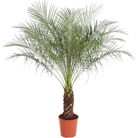 Palmier Phoenix Roebelenii - Plante Verte Exotique Intérieur et Extérieur - H 150 cm - ø 32 cm - PANGIVO