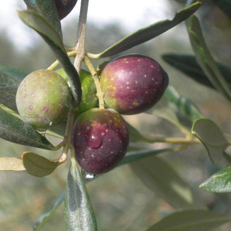 PIANTA DI ULIVO ITRANA in vaso 20/fitocella - età 2/3 anni (foto reali)