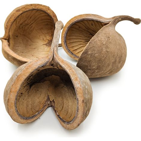Buddha-Nuss-Walnuss (Natur) - exotisches Trockenkraut - 3 Stück. (1/4)