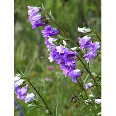 Campanule 'Bernice' Godet de 8/9 cm (1/4)