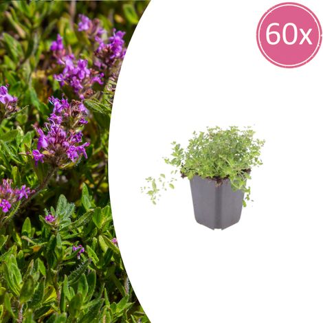 Lot de 60 Thym Serpolet (Thymus serpyllum) Plante Couvre-sol Rampante Parfumée Fleurs Violettes Ø 9 cm - PANGIVO (1/5)