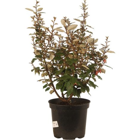 Chalef d'Ebbing compact 60/80cm 10L Elaeagnus ebbingei Compacta (1/4)